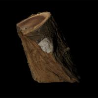 3D scan tree wood #5